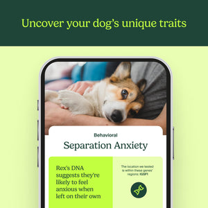 AncestryDNA Know Your Pet DNA: Dog DNA Breed Identification Test, Genetic Traits, DNA Matches, Dog DNA Test